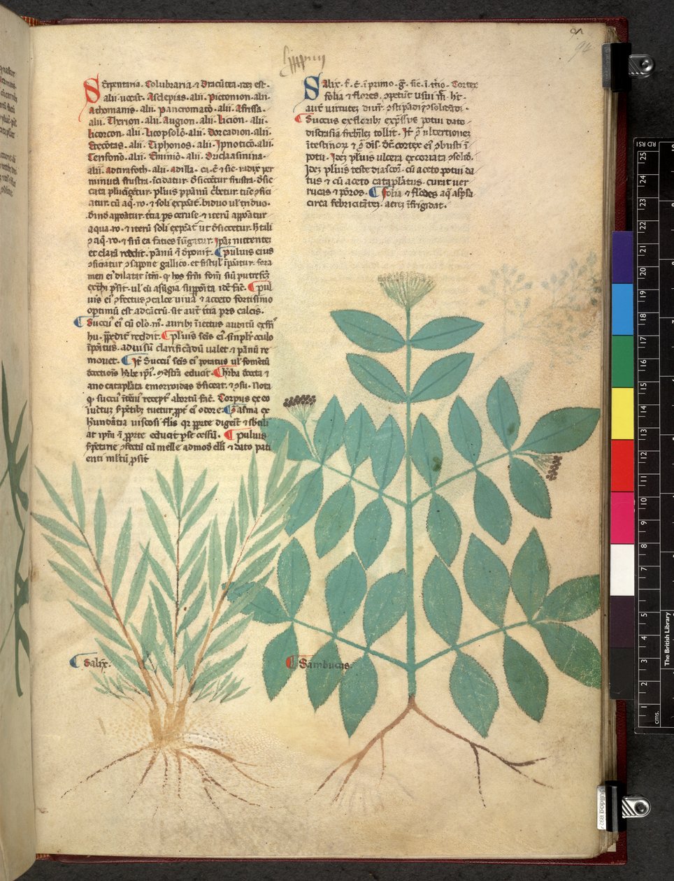 Egerton 747 Tractatus de herbis (växtbaserade) c.1280-1310 (bläck & färg på veläng) av School Italian