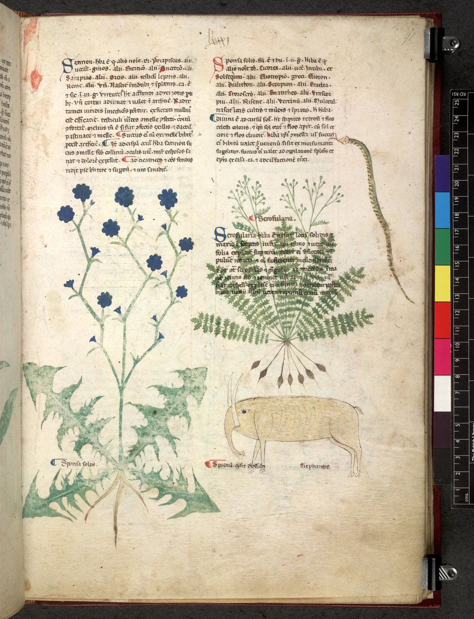 Egerton 747 Tractatus de herbis (växtbaserade) c.1280-1310 (bläck & färg på veläng) av School Italian