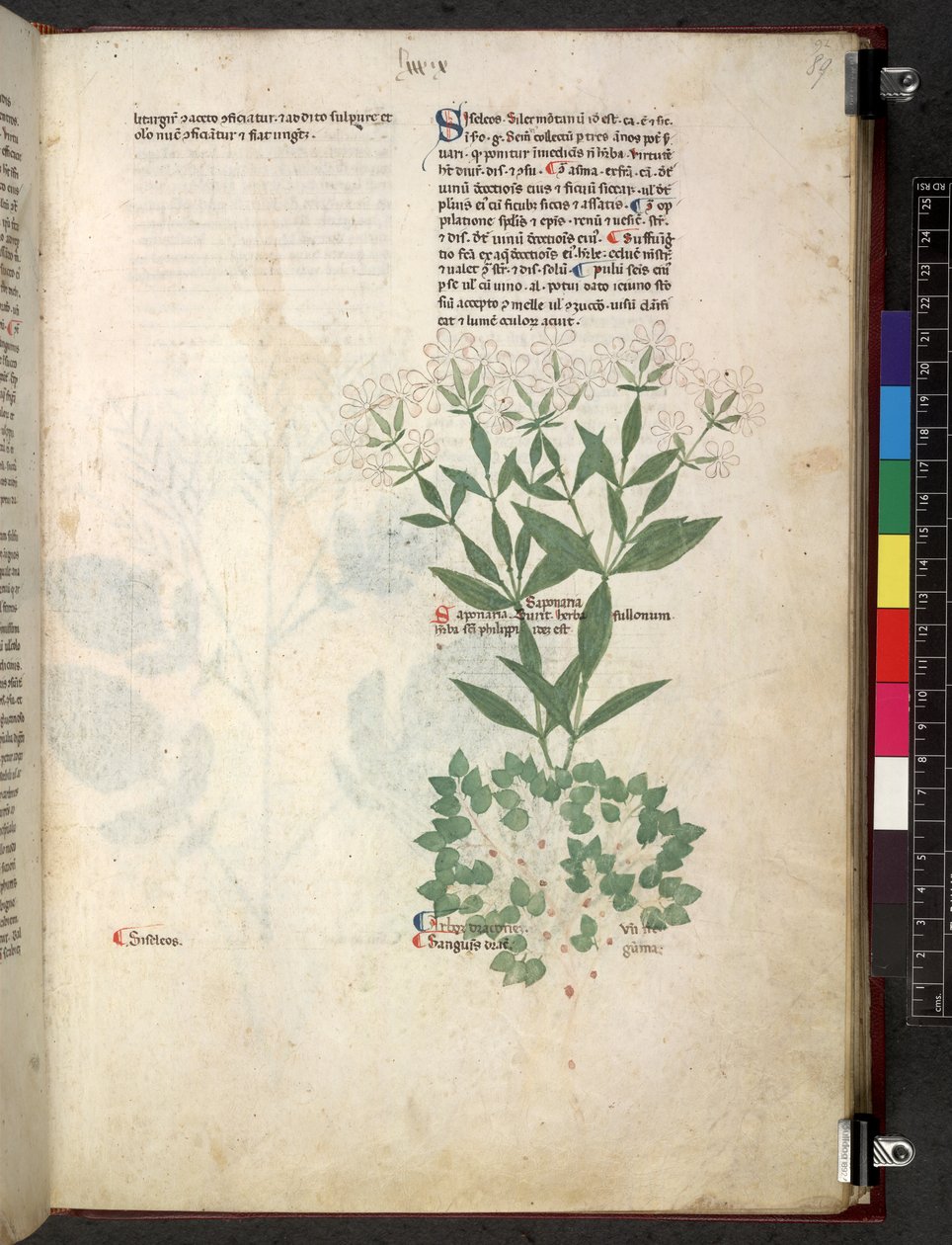 Egerton 747 Tractatus de herbis (växtbaserade) c.1280-1310 (bläck & färg på veläng) av School Italian