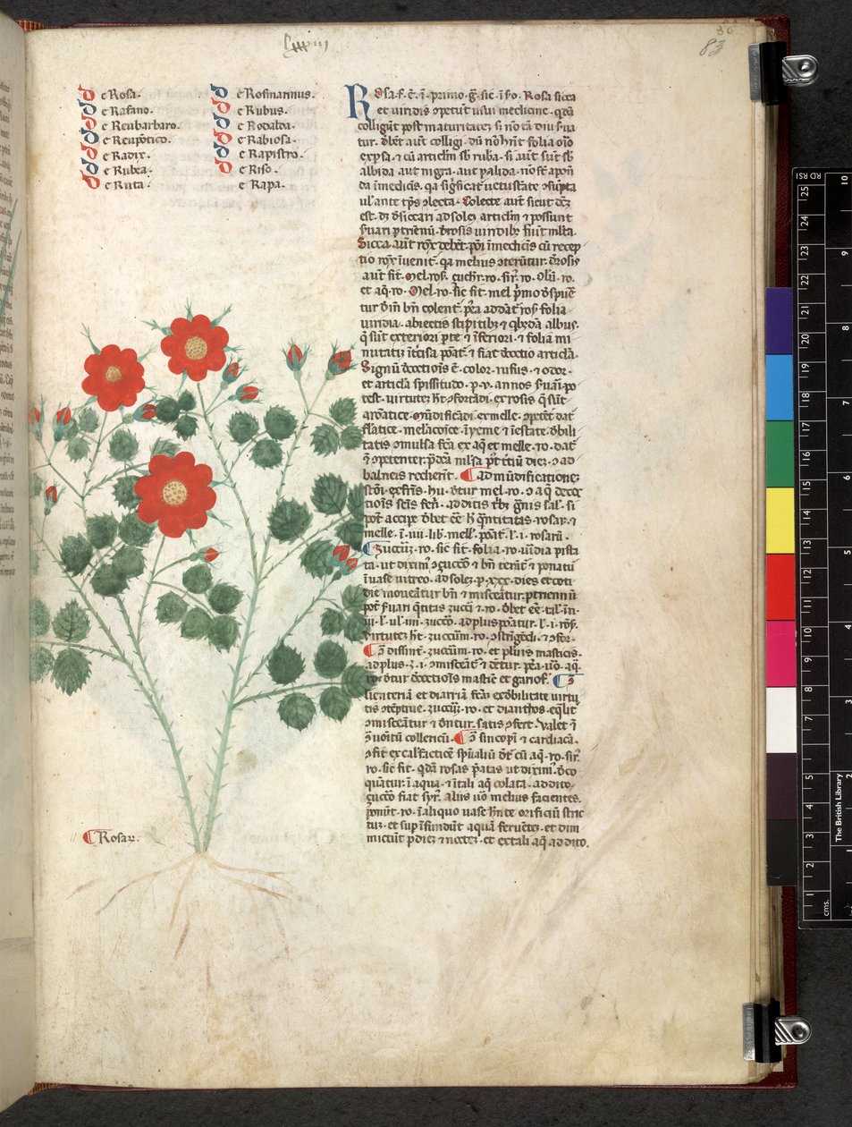 Egerton 747 Tractatus de herbis (växtbaserade) c.1280-1310 (bläck & färg på veläng) av School Italian