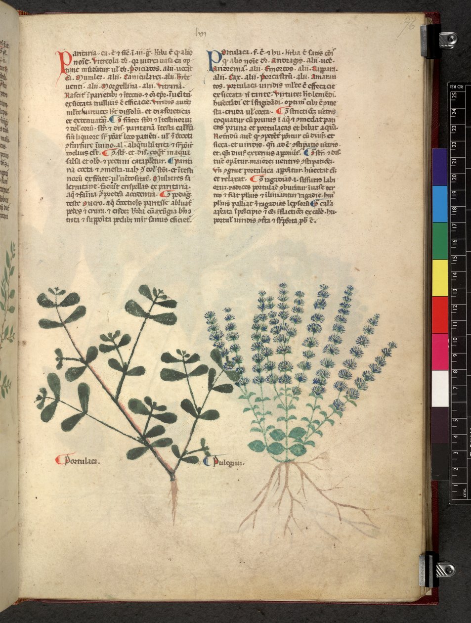 Egerton 747 Tractatus de herbis (växtbaserade) c.1280-1310 (bläck & färg på veläng) av School Italian