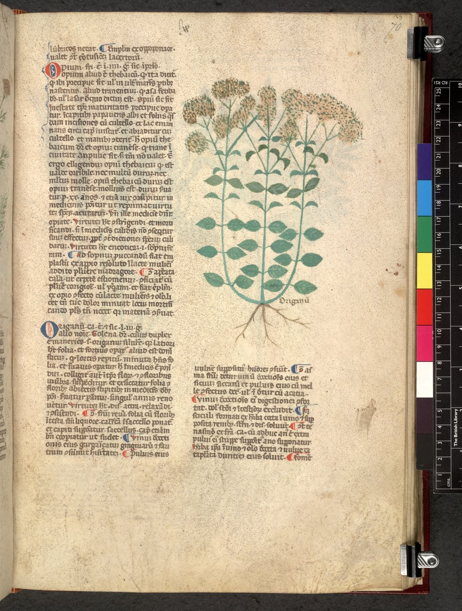 Egerton 747 Tractatus de herbis (växtbaserade) c.1280-1310 (bläck & färg på veläng) av School Italian