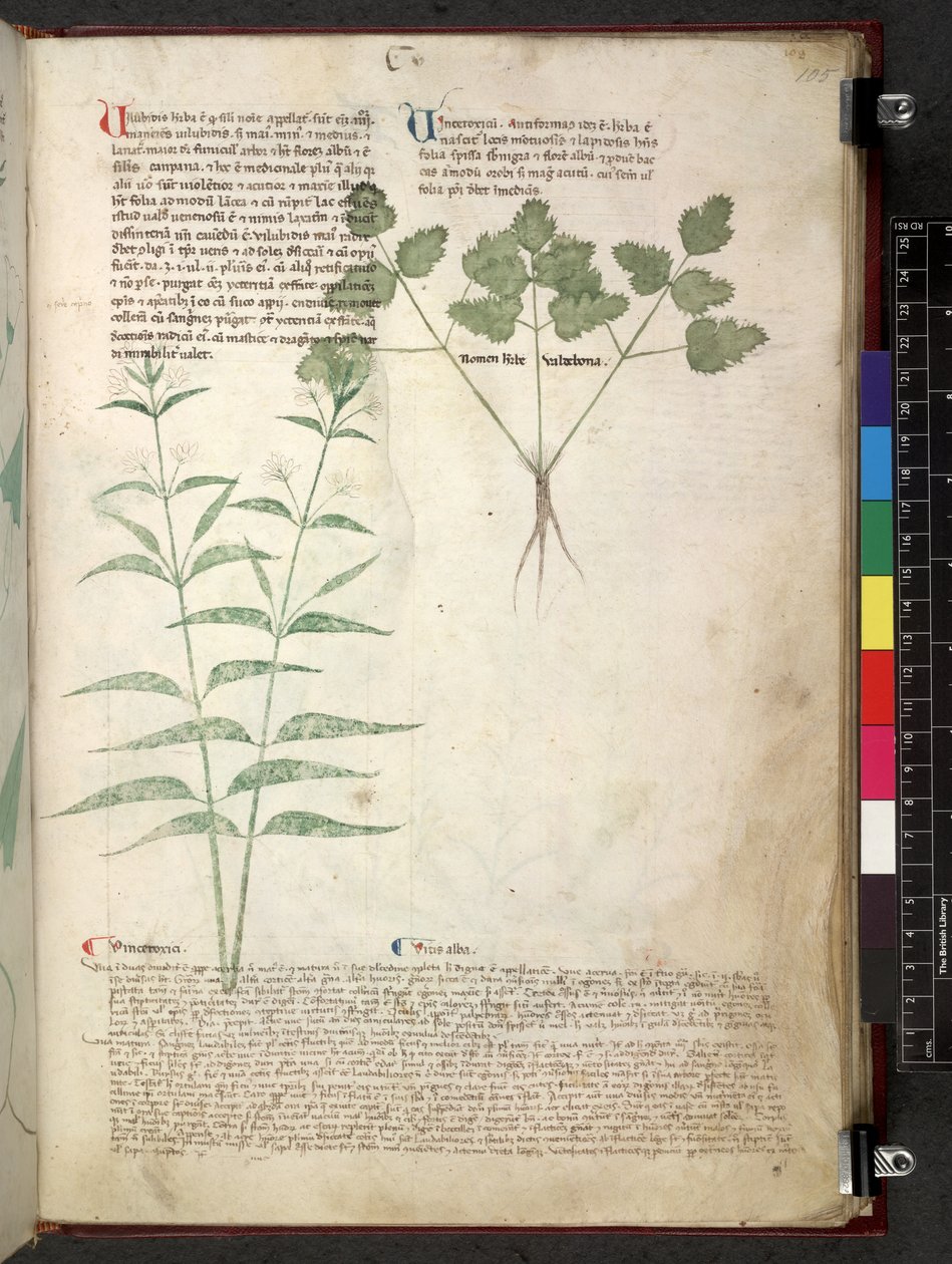 Egerton 747 Tractatus de herbis (växtbaserade) c.1280-1310 (bläck & färg på veläng) av School Italian