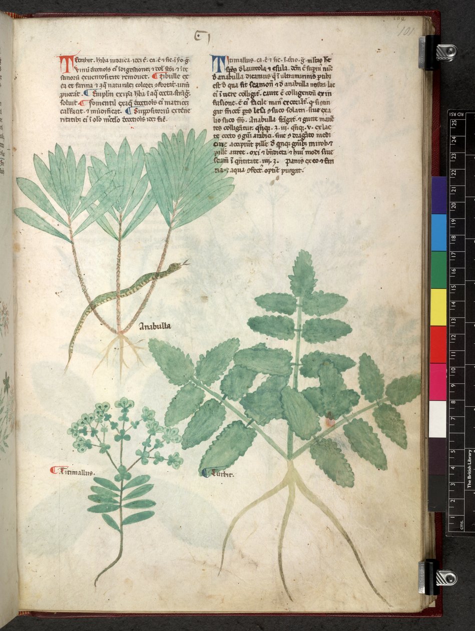 Egerton 747 Tractatus de herbis (växtbaserade) c.1280-1310 (bläck & färg på veläng) av School Italian