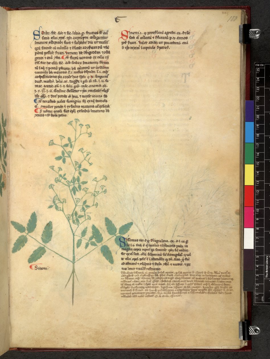 Egerton 747 Tractatus de herbis (växtbaserade) c.1280-1310 (bläck & färg på veläng) av School Italian