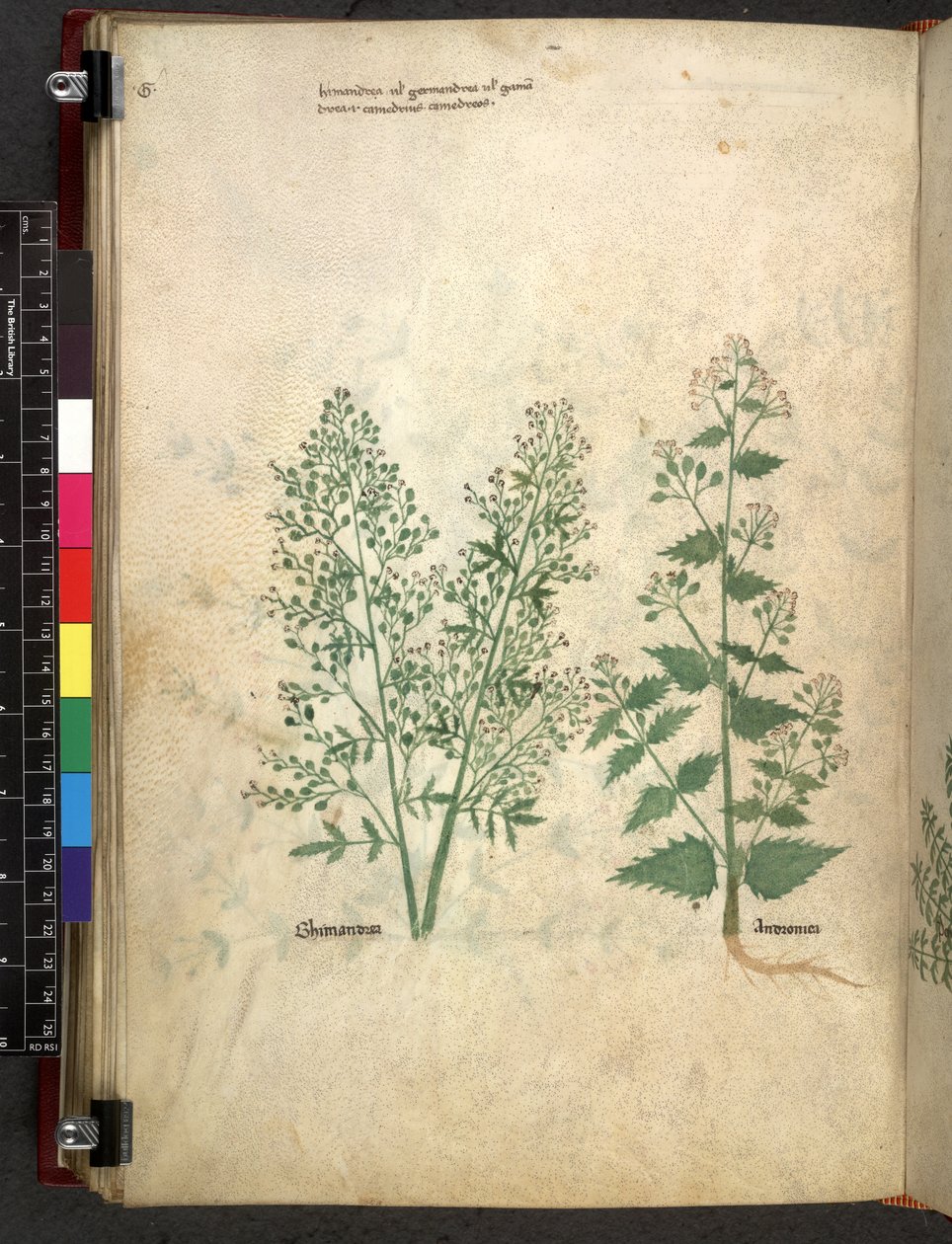 Egerton 747 Tractatus de herbis (växtbaserade) c.1280-1310 (bläck & färg på veläng) av School Italian