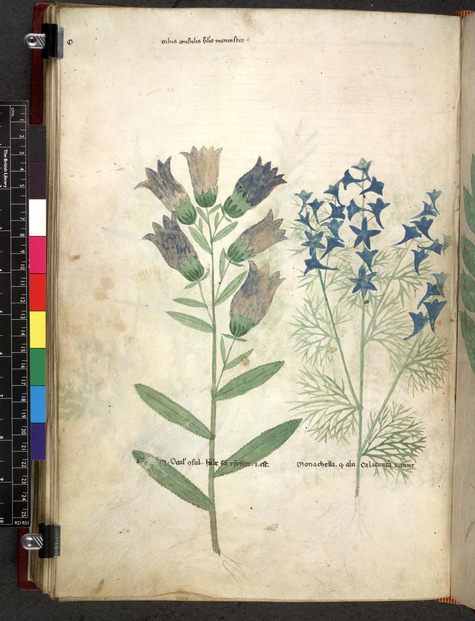 Egerton 747 Tractatus de herbis (växtbaserade) c.1280-1310 (bläck & färg på veläng) av School Italian
