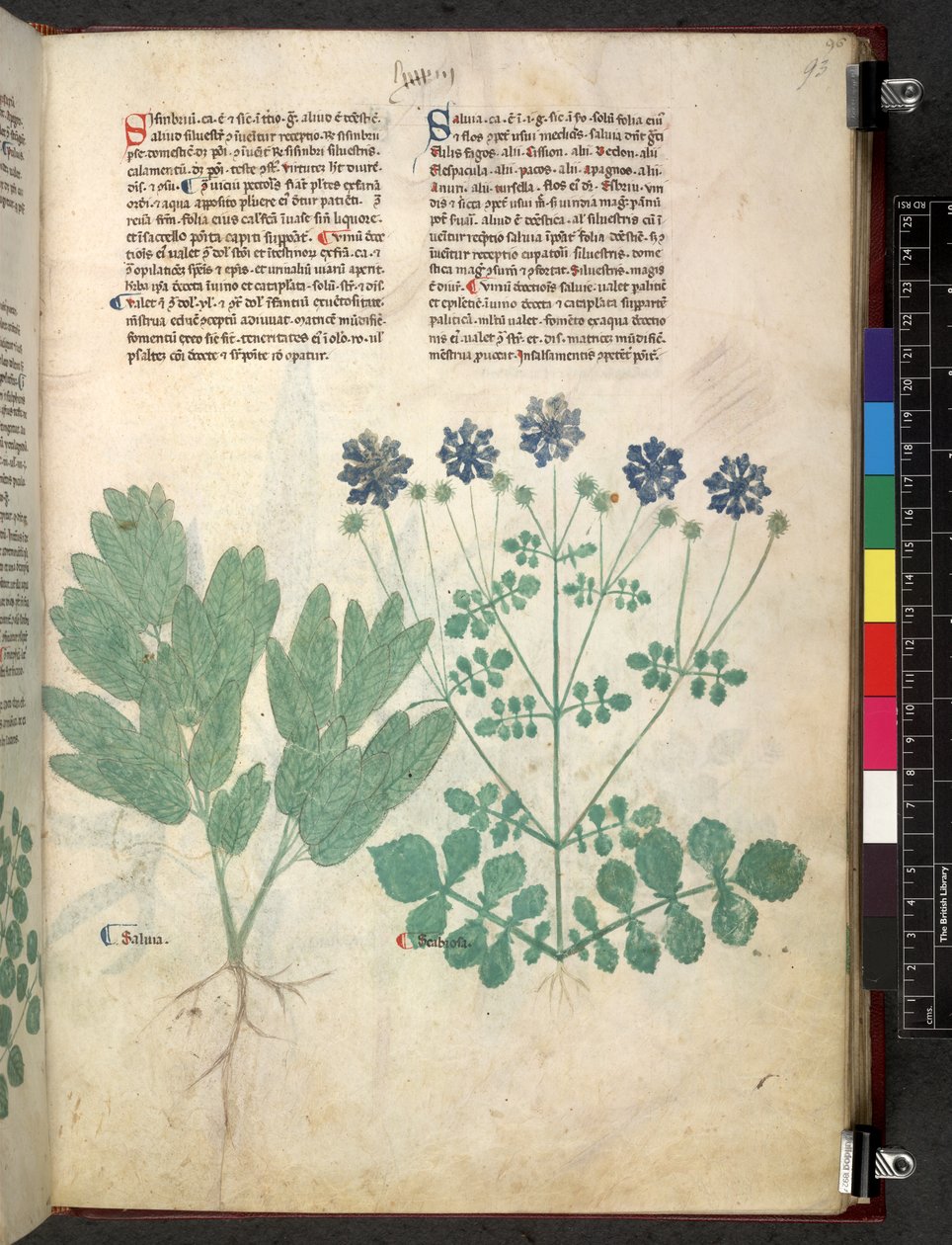 Egerton 747 Tractatus de herbis (växtbaserade) c.1280-1310 (bläck & färg på veläng) av School Italian