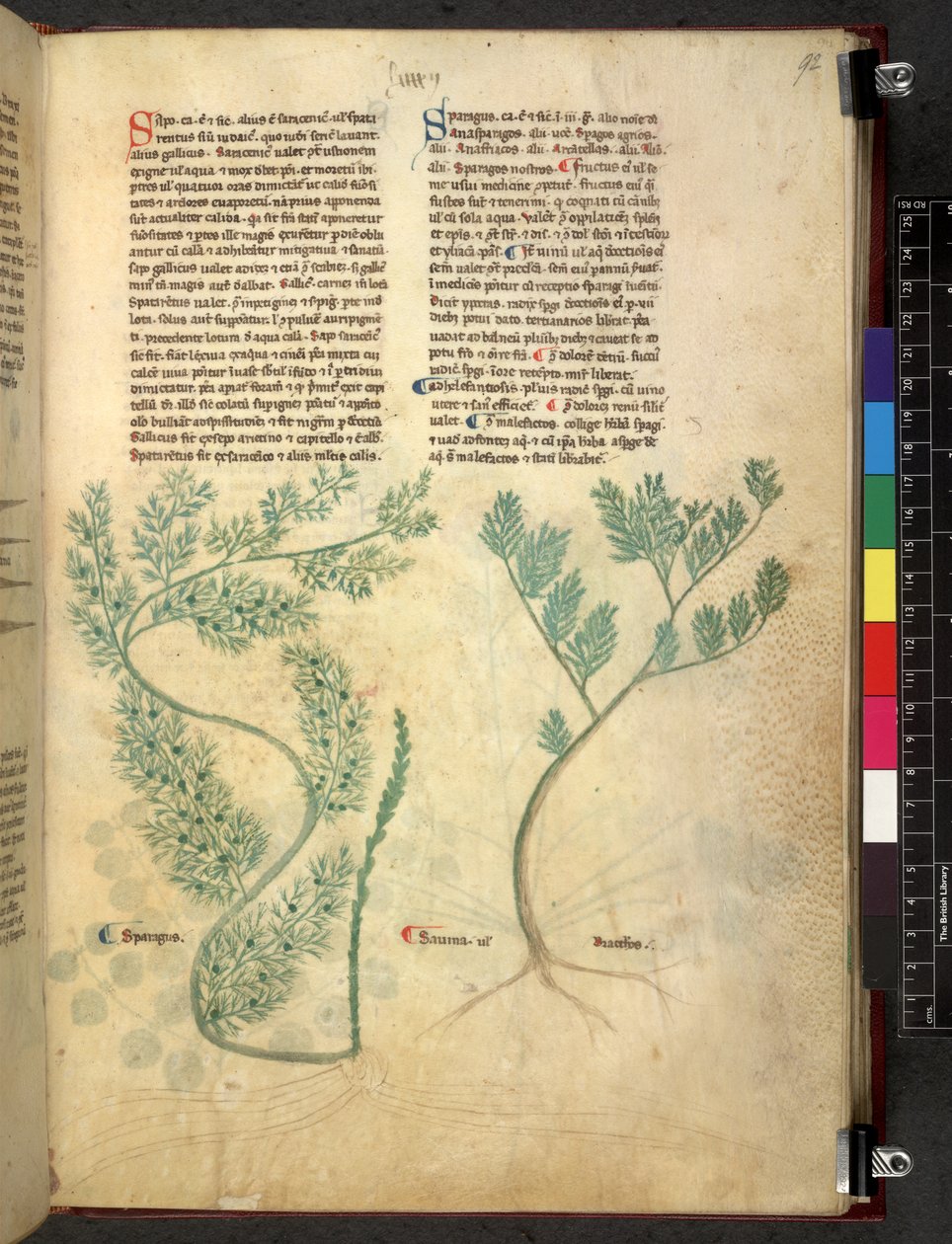 Egerton 747 Tractatus de herbis (växtbaserade) c.1280-1310 (bläck & färg på veläng) av School Italian