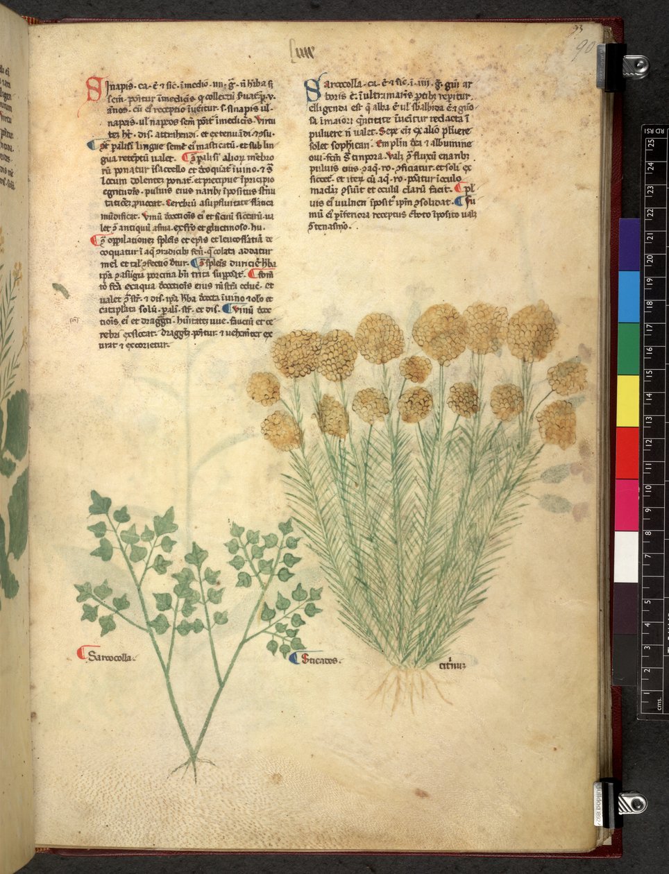Egerton 747 Tractatus de herbis (växtbaserade) c.1280-1310 (bläck & färg på veläng) av School Italian