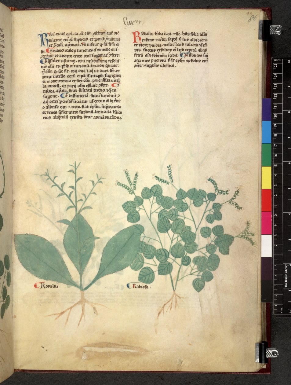 Egerton 747 Tractatus de herbis (växtbaserade) c.1280-1310 (bläck & färg på veläng) av School Italian