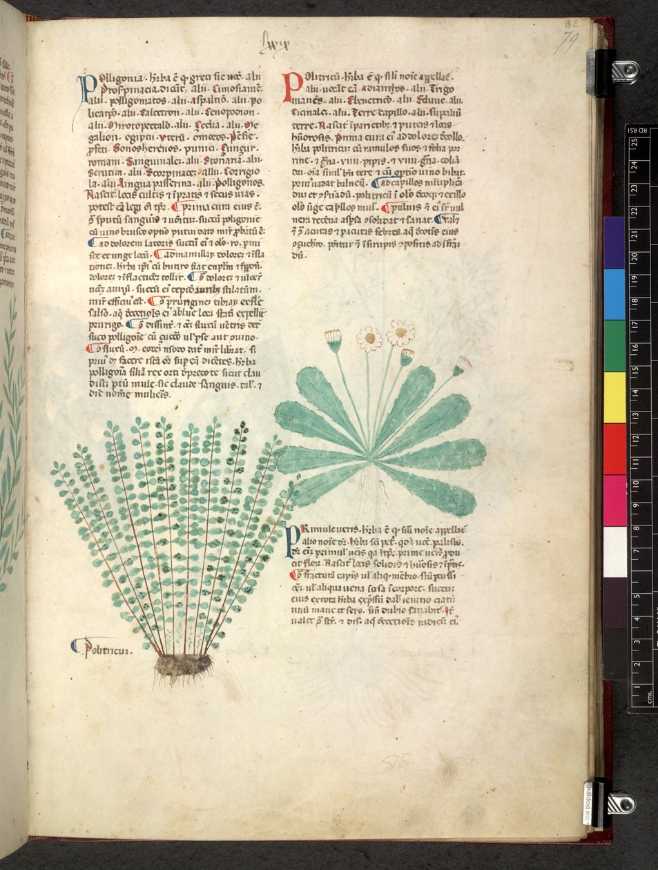 Egerton 747 Tractatus de herbis (växtbaserade) c.1280-1310 (bläck & färg på veläng) av School Italian