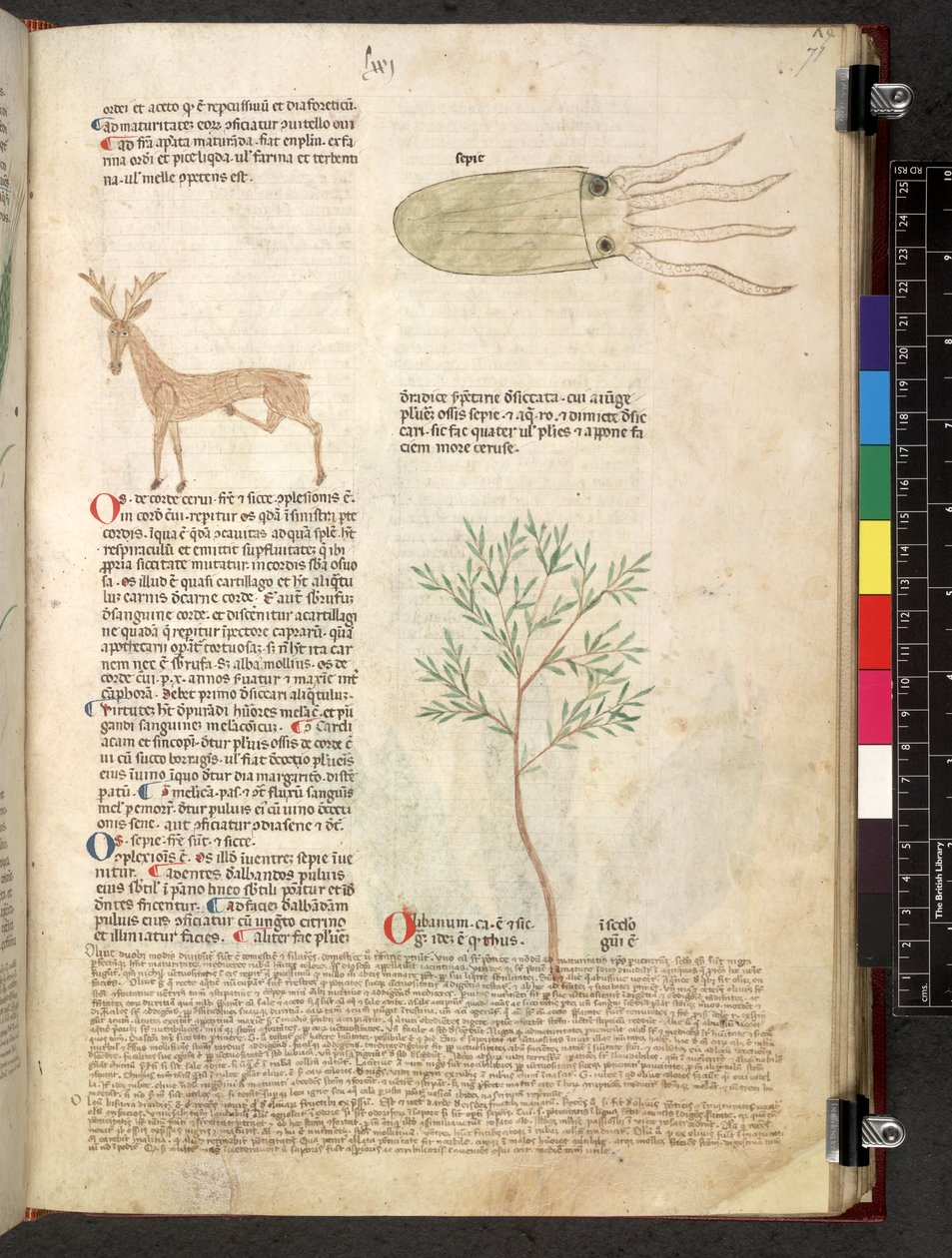 Egerton 747 Tractatus de herbis (växtbaserade) c.1280-1310 (bläck & färg på veläng) av School Italian