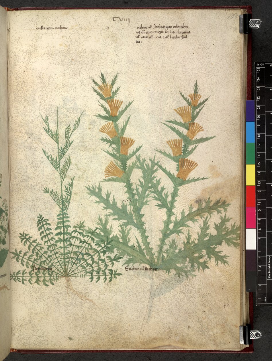 Egerton 747 Tractatus de herbis (växtbaserade) c.1280-1310 (bläck & färg på veläng) av School Italian