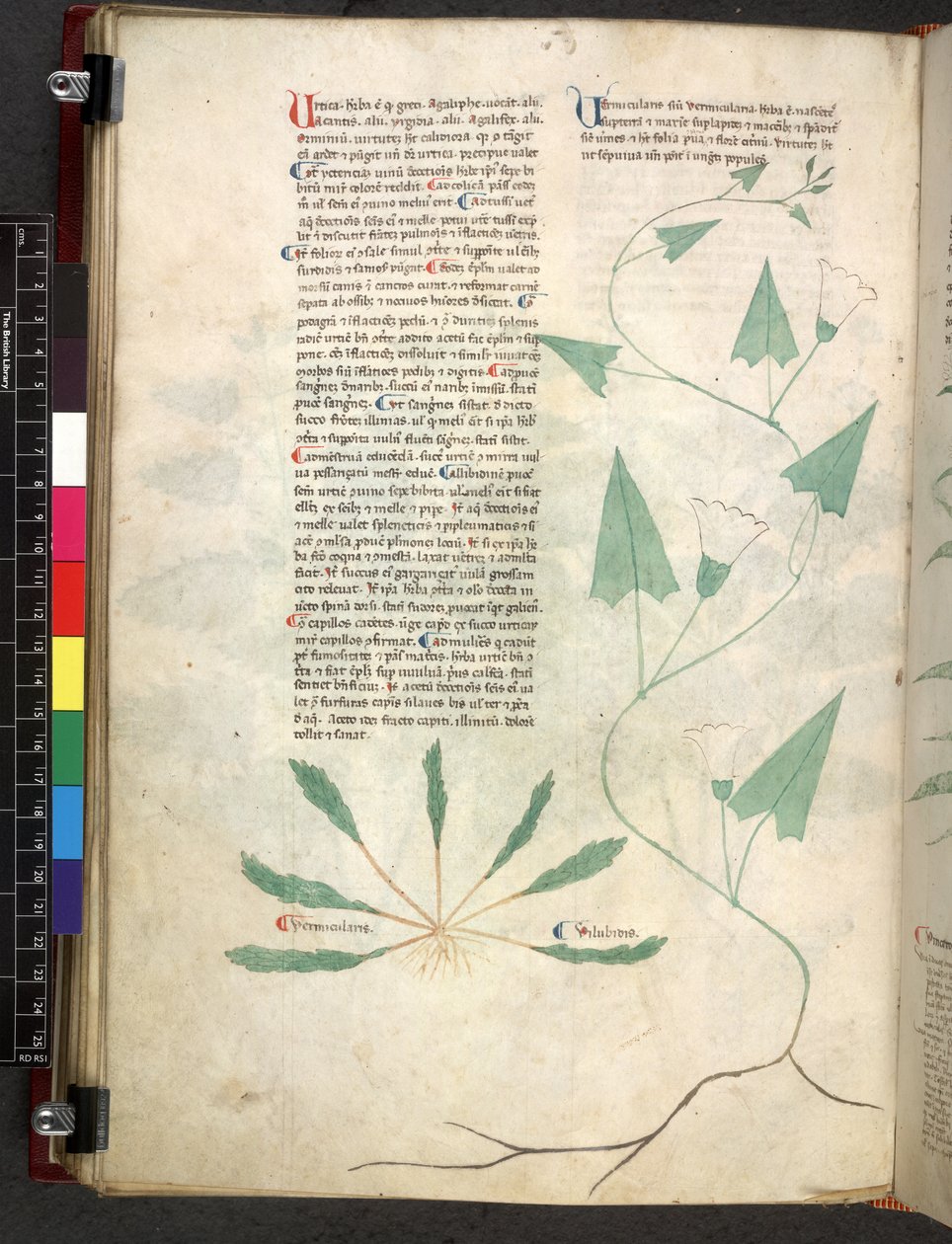 Egerton 747 Tractatus de herbis (växtbaserade) c.1280-1310 (bläck & färg på veläng) av School Italian