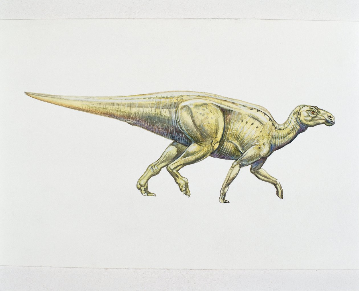 Hadrosaurid eller dinosaurie med anknäbb (färg litho) av School Italian