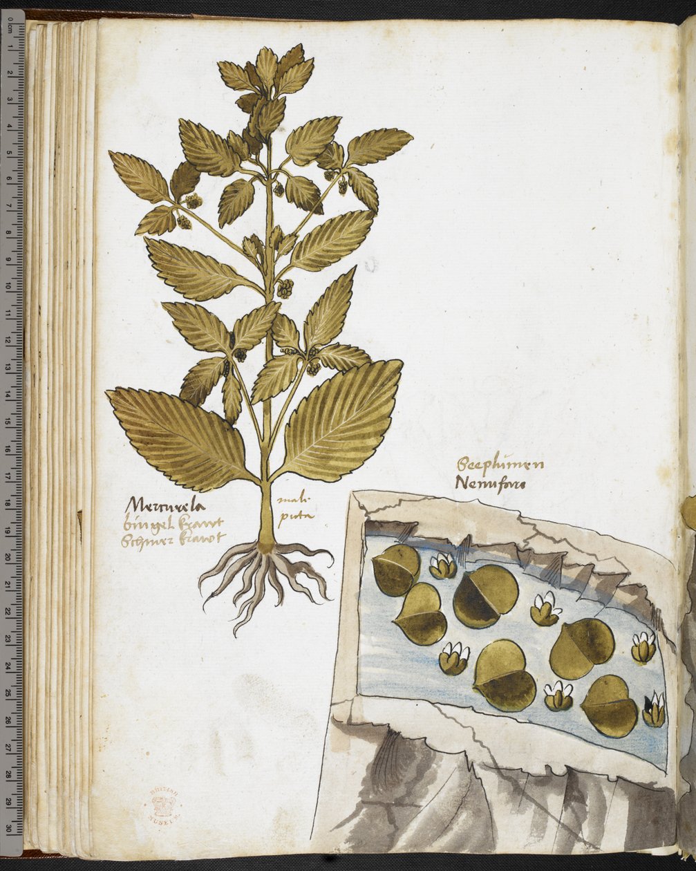 Harley MS 3736 f.58v Mandrake, från 