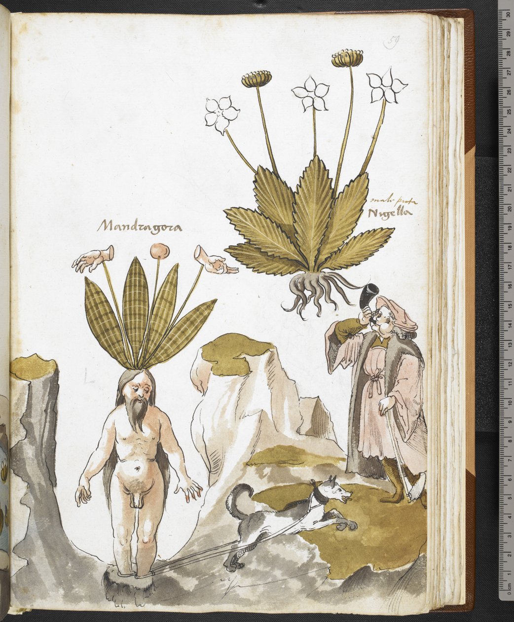 Harley MS 3736 f.59r En mandrake som dras ut av en hund, från 