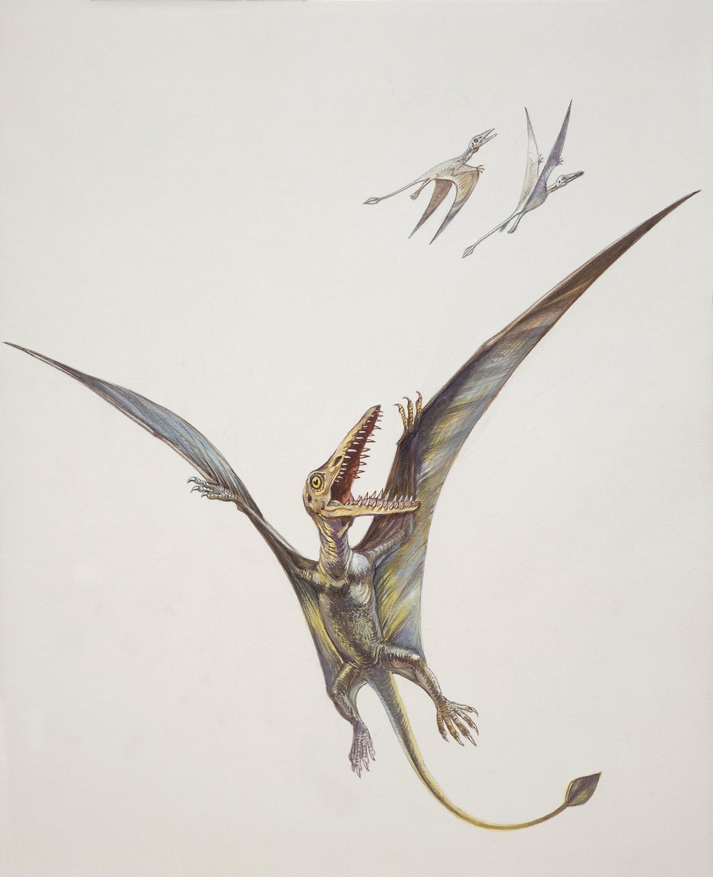Rhamphorhynchoid, Jurassic period (färg litho) av School Italian
