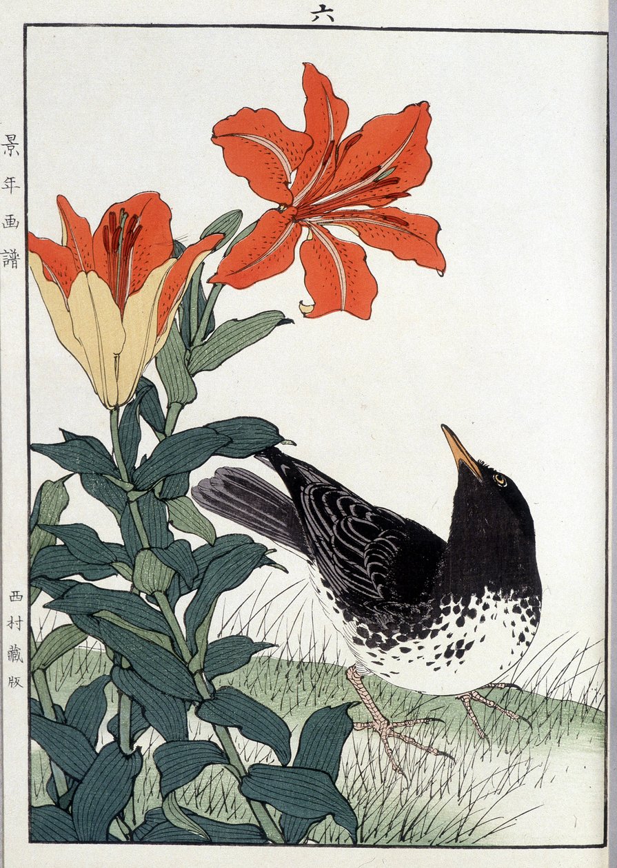 Koltrast och lilja blommor - japanskt tryck av Japanese School