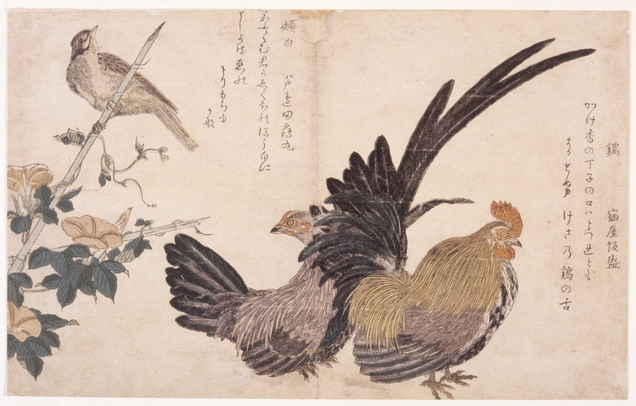 Tupp, Höna Och Fågel av School Japanese