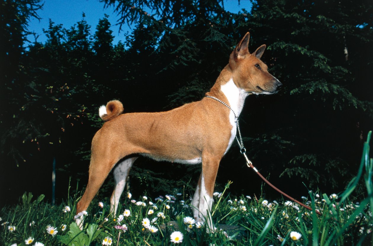 Basenji Dog (bild) av R. and Smith Simkin