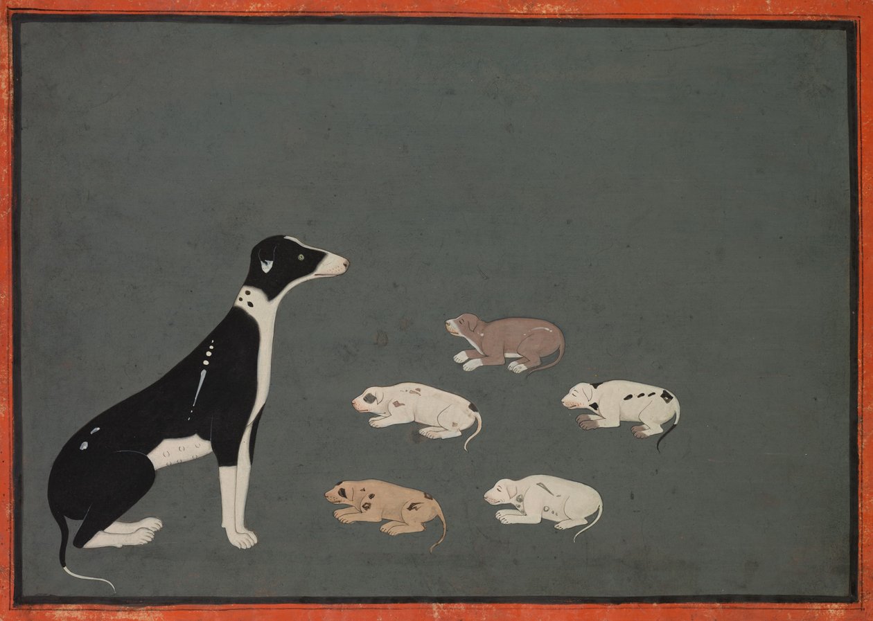 Hund med valpar, ca 1780 (bläck och täckande akvarell på papper) av School Mughal