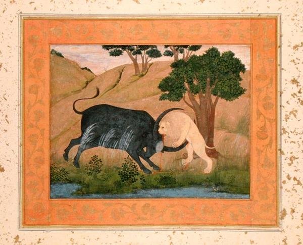 Lejon i strid med en vattenbuffel, från Large Clive Album av School Mughal