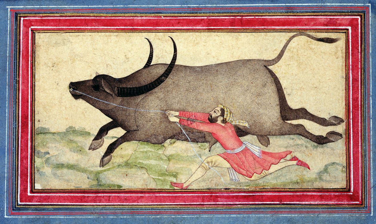Runaway Buffalo, Johnson Album XIV, no.11, tergo, c.1700 (färgad teckning på albumblad) av School Mughal