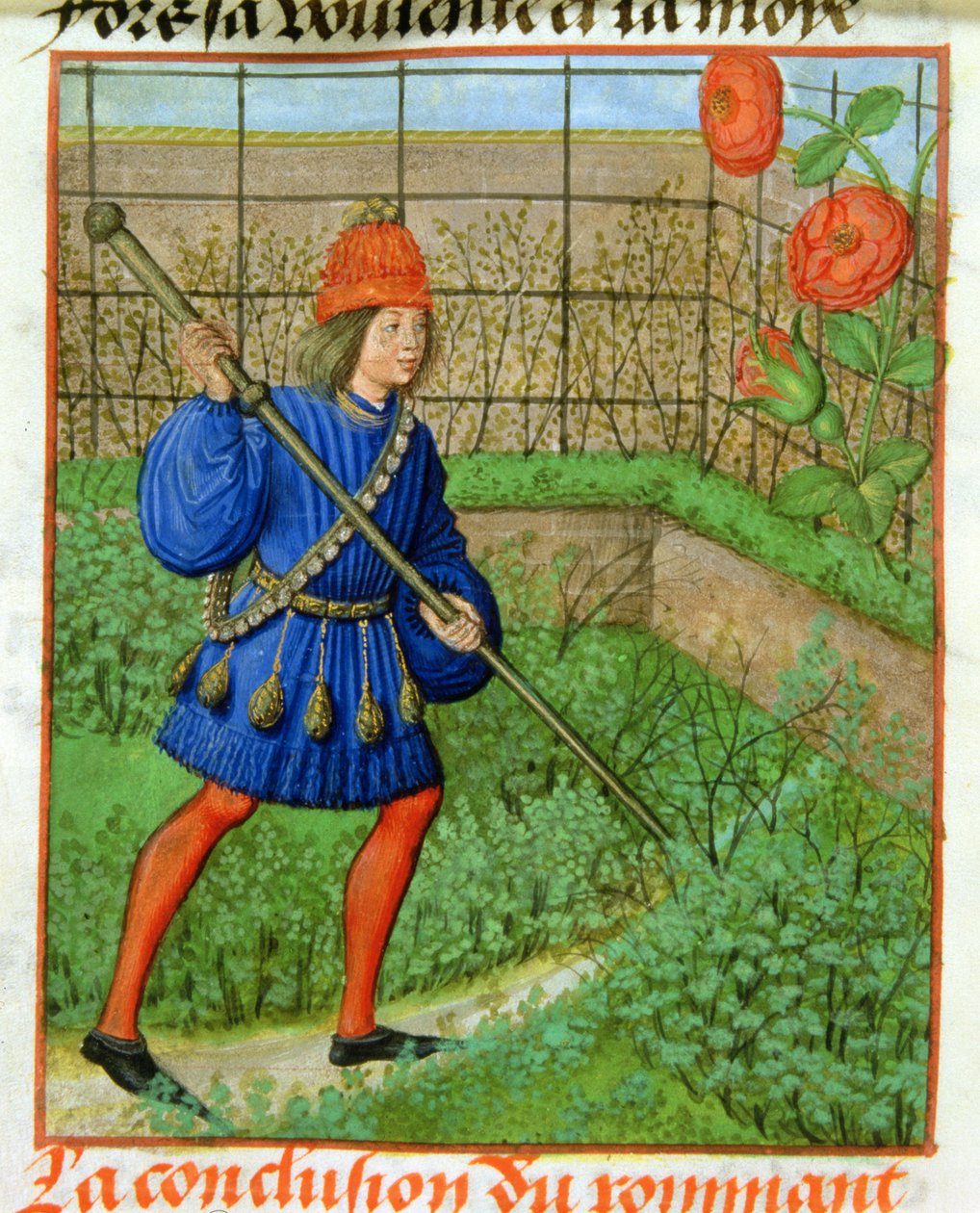 Harl 4425 f.184v Älskaren uppnår rosen, från 