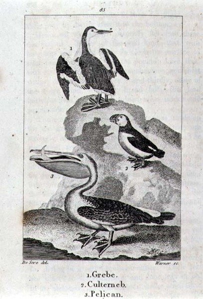 Grebe, Culterneb och Pelican från A History of the Earth and Animated Nature, London 1816 (kopparplåtsgravyr) av School Spanish