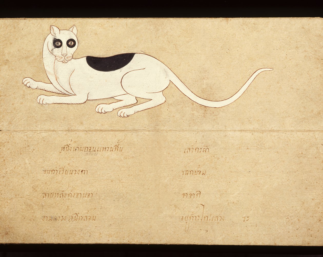 Blad ur ett manuskript om siamesiska katter, tidigt 1900-tal (akvarell på papper) av School Thai