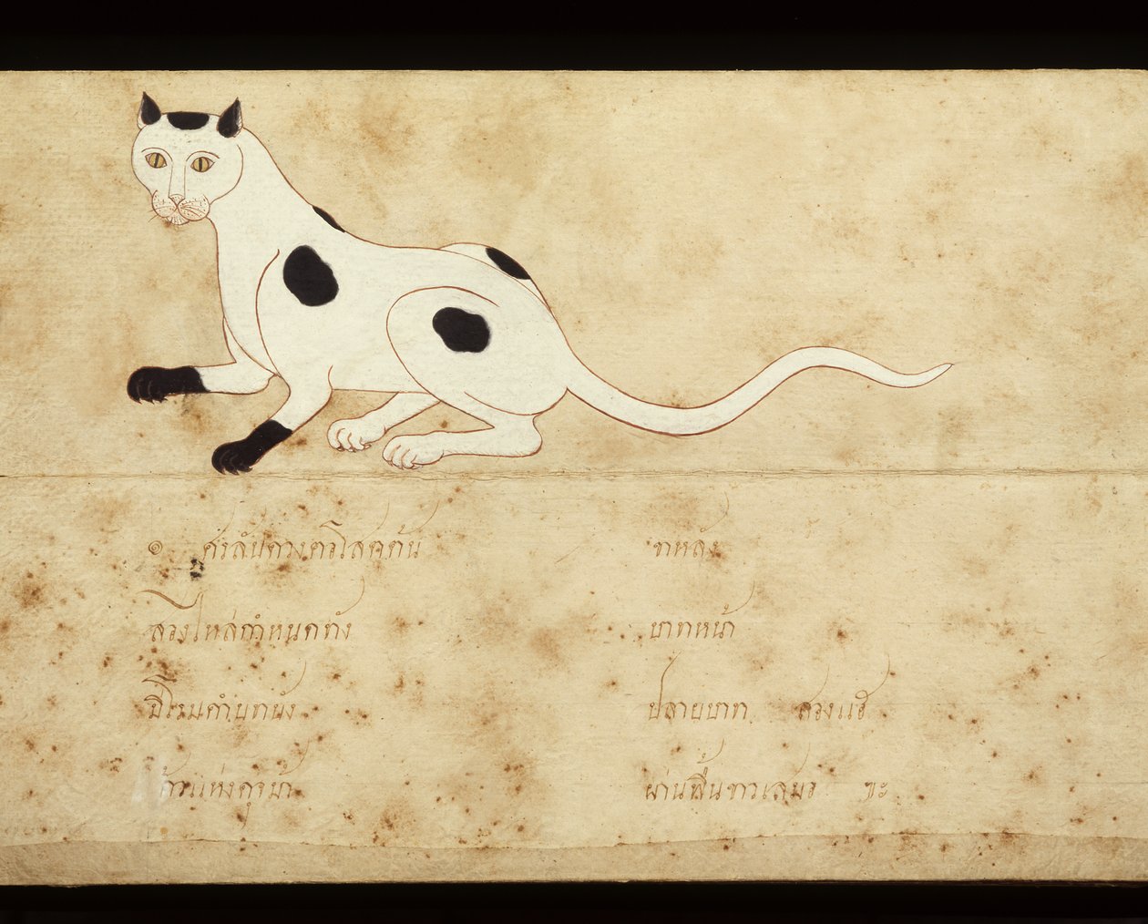 Blad ur ett manuskript om siamesiska katter, tidigt 1900-tal (akvarell på papper) av School Thai