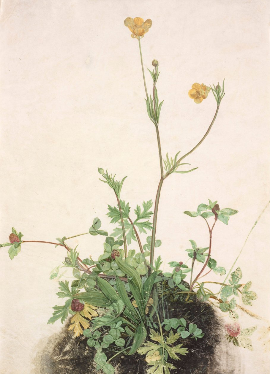 Tyska: Smörblomma, rödklöver och groblad Smörblommor, rödklöver och groblad av School of Albrecht Dürer