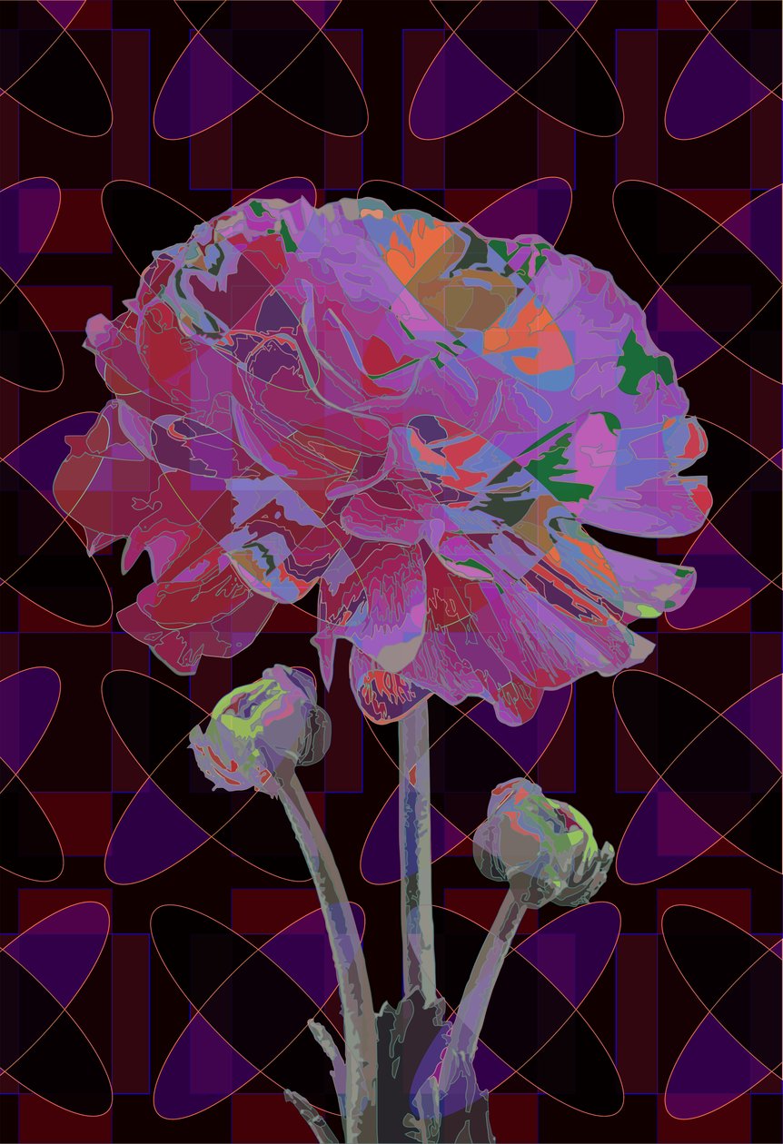 Nejlika, 2019 av Scott J. Davis