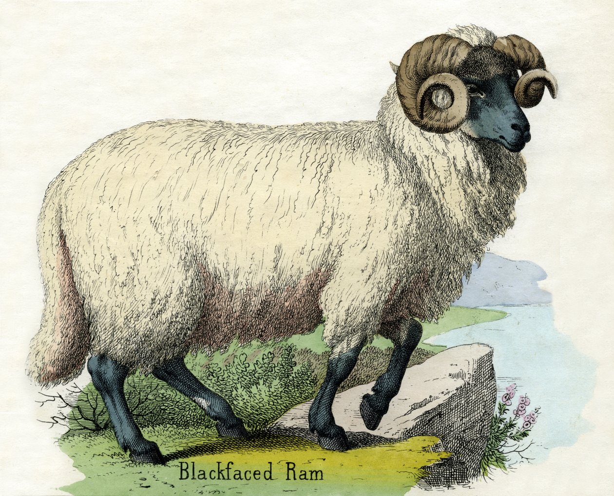 Antikt tryck av en Norfolk Horn Ram av Scottish School