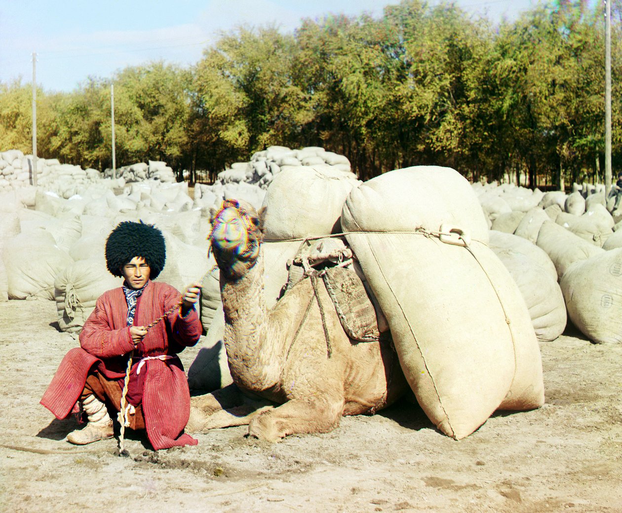 Turkmenisk man poserar med en kamel lastad med bomullssäckar, Centralasien, Ryska imperiet, mellan 1905 och 1915. av Sergey Prokudin Gorsky