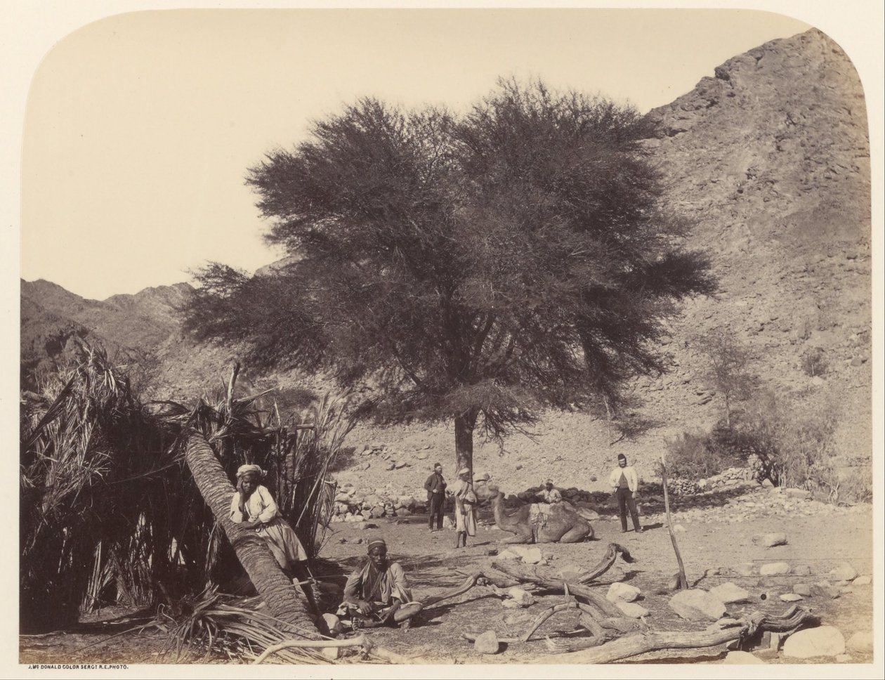 Seyal (Shittim) Tree, Dedicated to the Patron Saint, Wady Feiran av Sgt. James M. McDonald