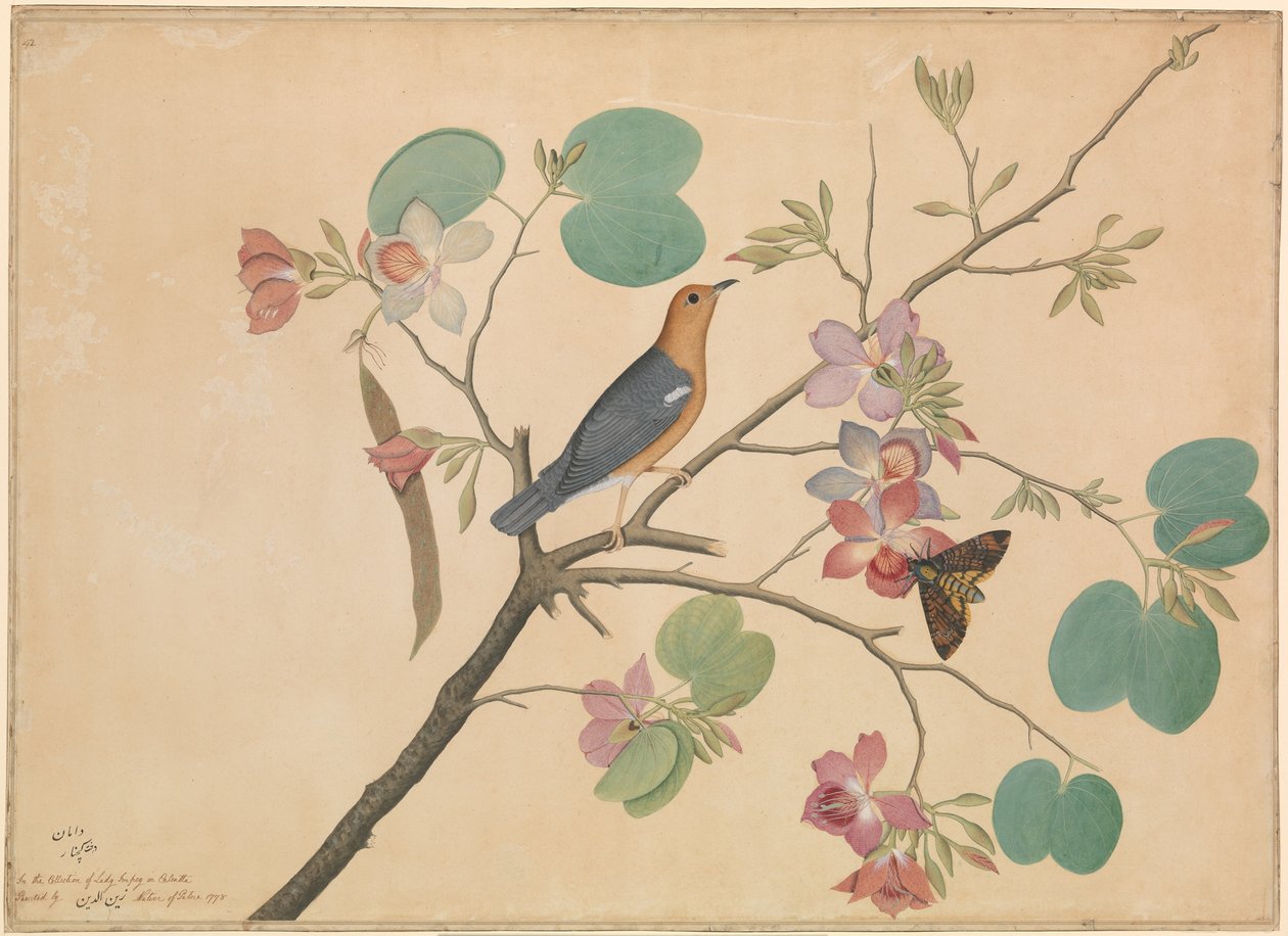 En orangehövdad marktrast och en dödshuvudmal på en lila ebenholts orkidégren av Shaikh Zain ud Din (fl.1777 83)
