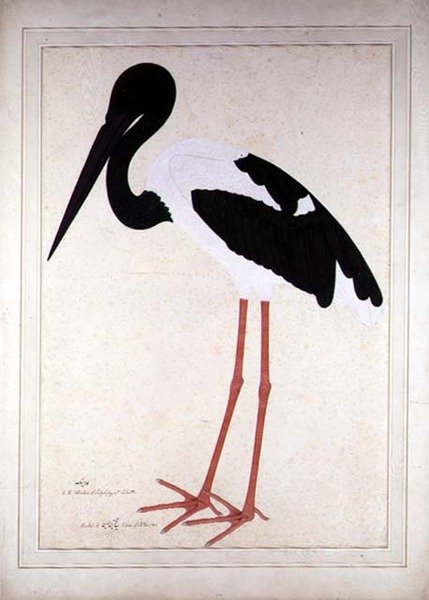 Blacknecked Stork, Xenorhynchus Asiaticus, målad för Lady Impey i Calcutta av Shaikh Zain ud Din (fl.1777 83)