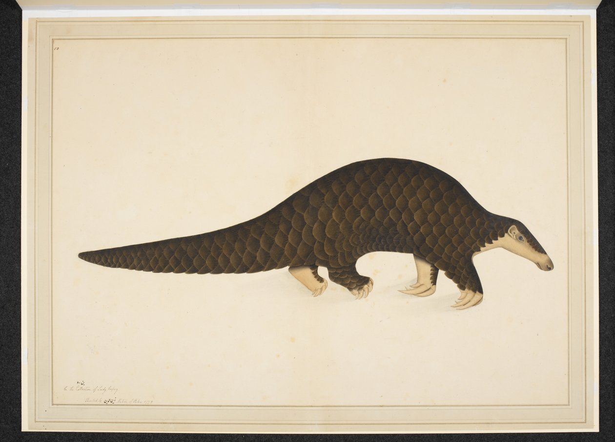 swedish av Shaikh Zain ud Din (fl.1777 83)