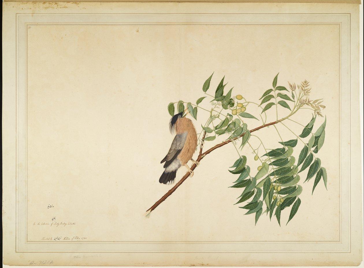 Brahminy Starling på Neem Tree Branch, folio från en serie beställd av Lady Impey, 1780 av Shaikh Zain ud Din