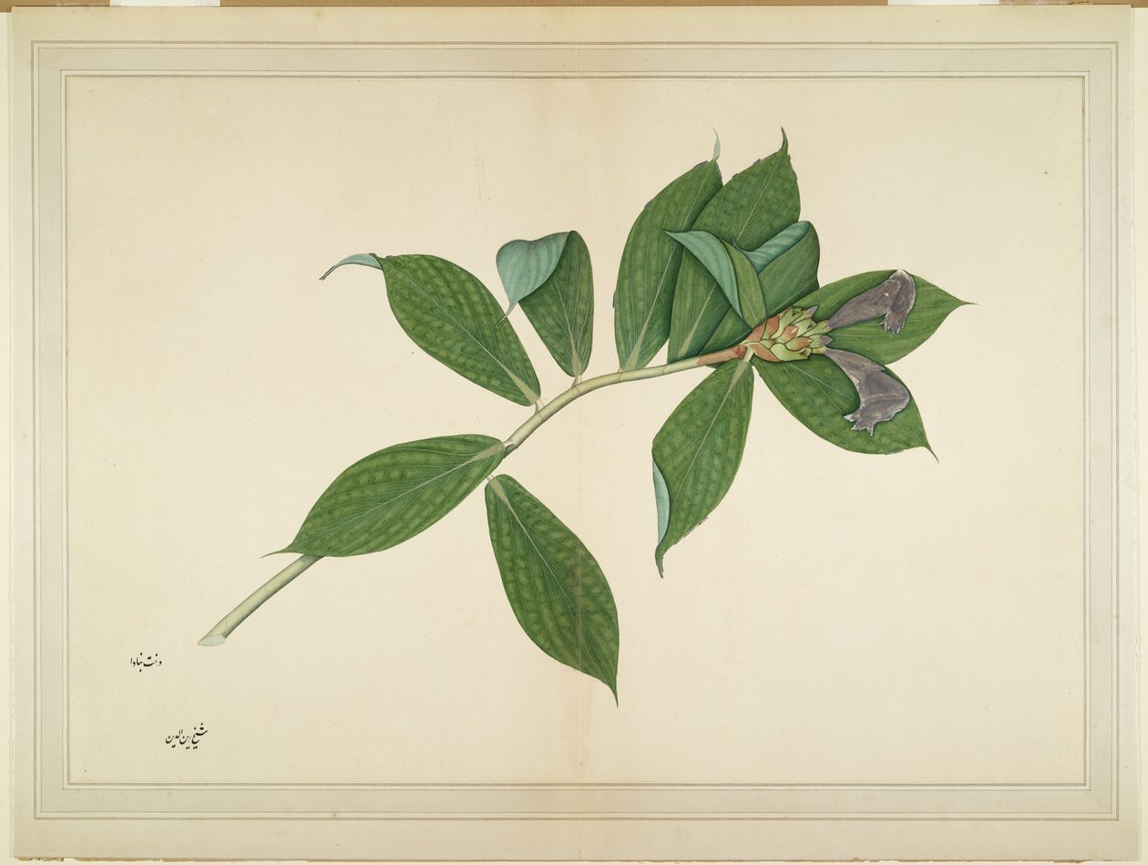 Crepe Ginger Plant, folio från en serie beställd av Lady Impey, ca 1780 av Shaikh Zain ud Din