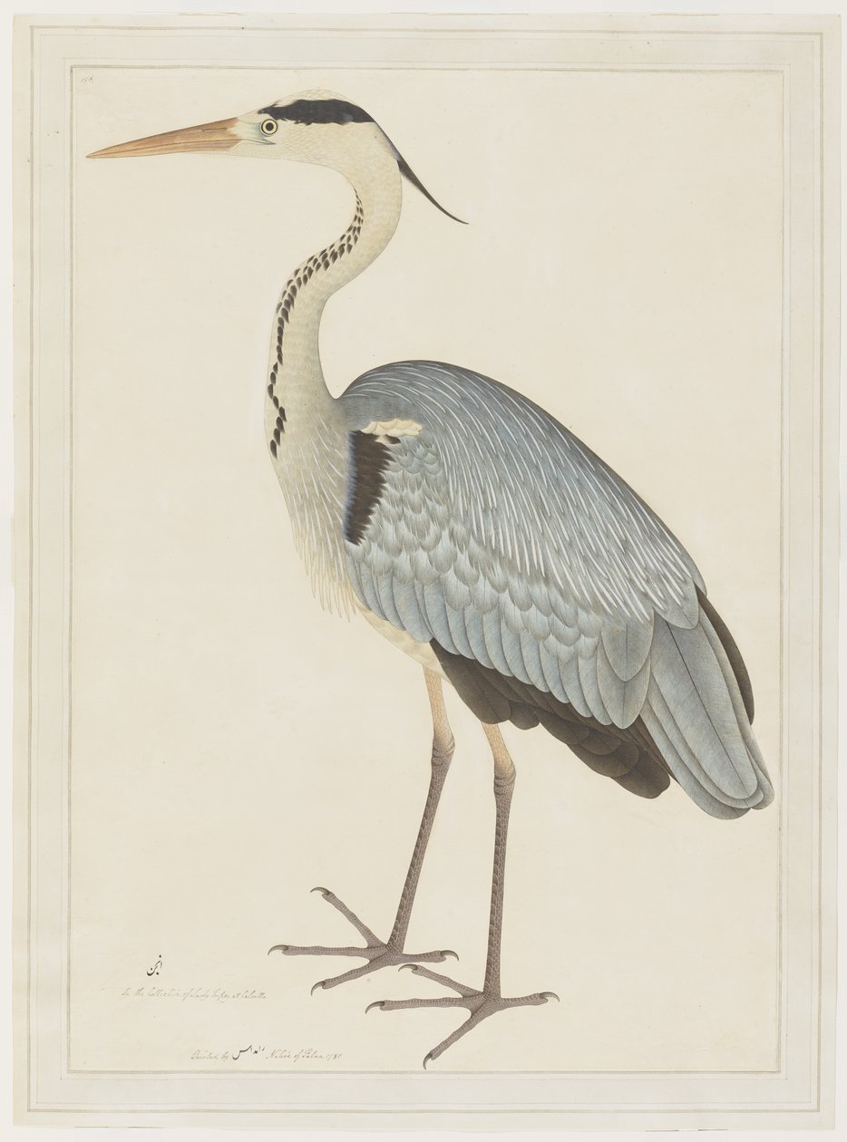 Grey Heron, folio från en serie beställd av Lady Impey, ca 1780-82 av Shaikh Zain ud Din