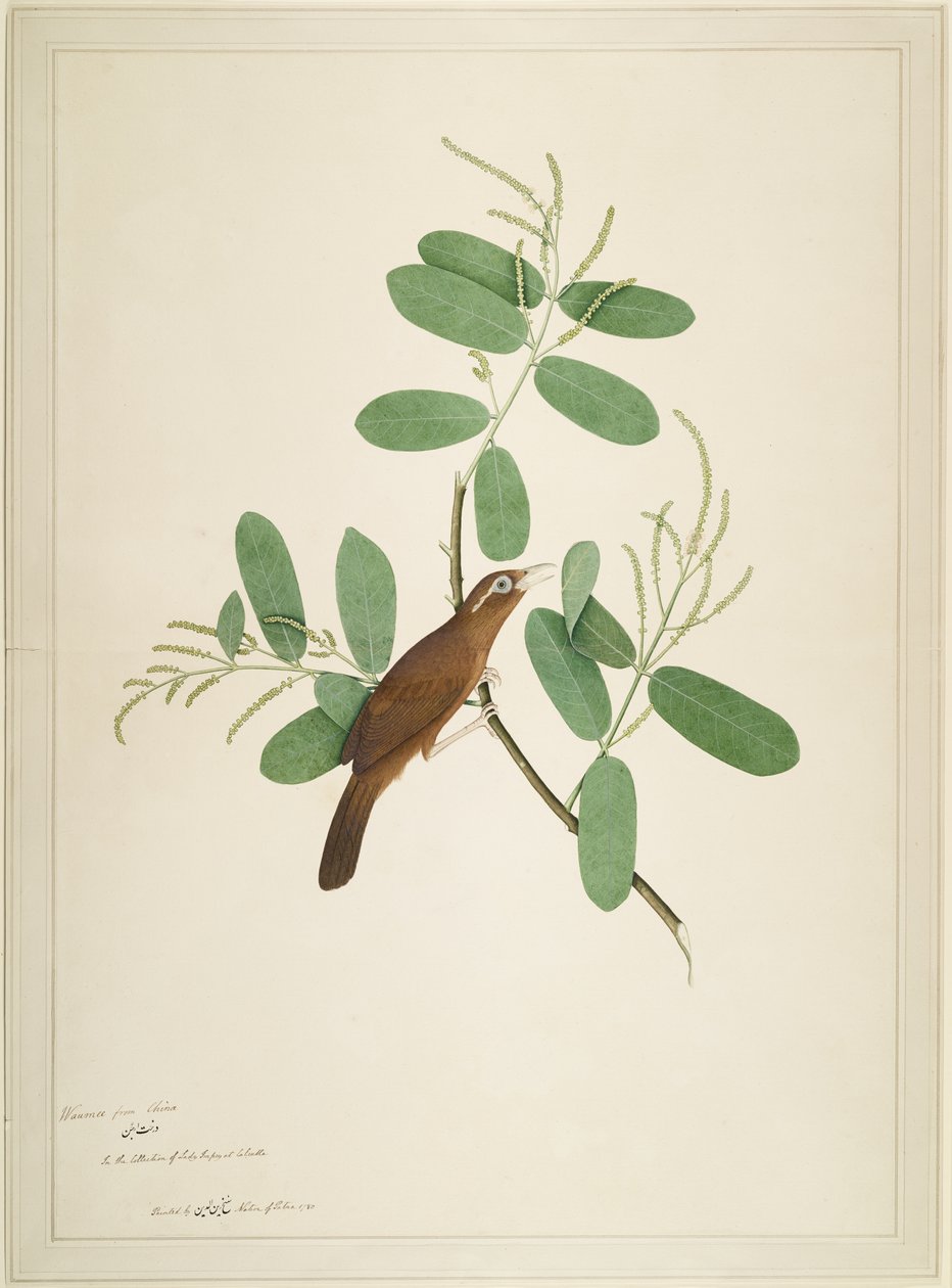 Hwamei på Terminalia Branch, folio från en serie beställd av Lady Impey, 1780 av Shaikh Zain ud Din