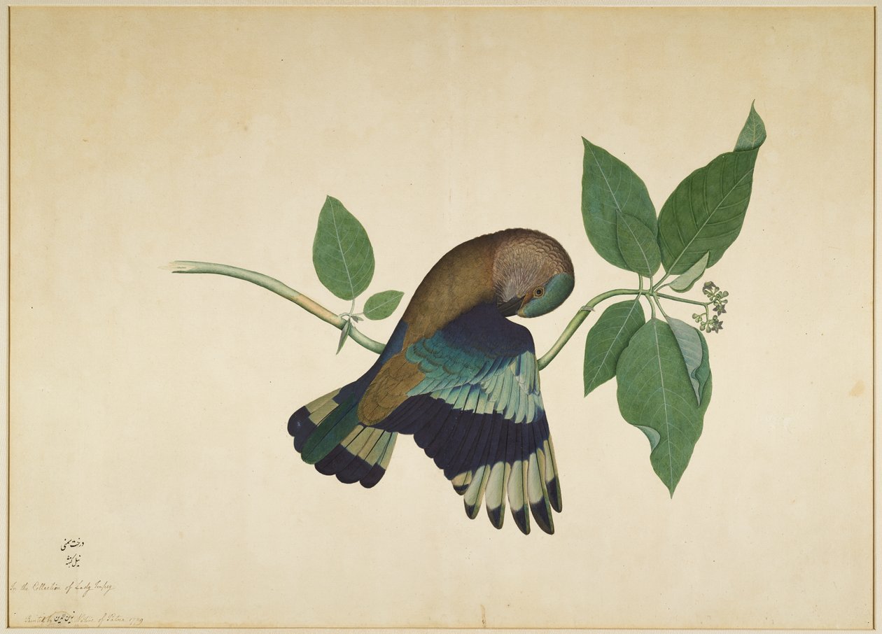 Indian Roller on Sandalwood Branch, folio från en serie beställd av Lady Impey, 1779 av Shaikh Zain ud Din