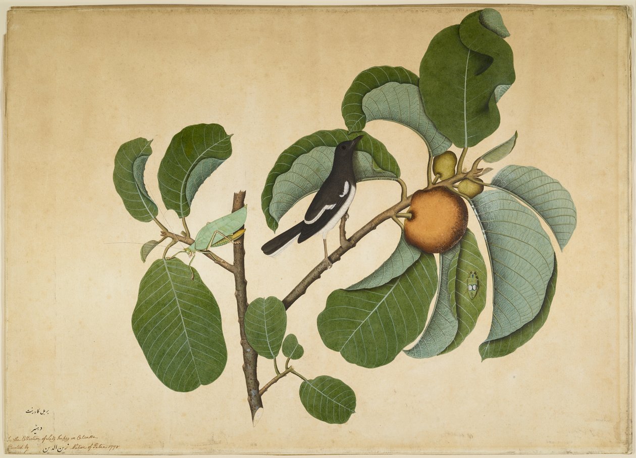 Oriental Magpie Robin med Katydid och Leaf Hopper på Monkey Jack Branch, folio från en serie beställd av Lady Impey, 1778 av Shaikh Zain ud Din