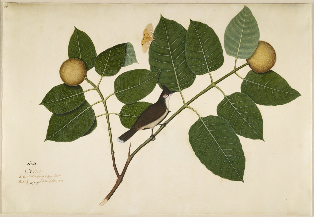 Röd morrhår Bulbul och Aganais Ficus Moth på Kadamba Branch, folio från en serie beställd av Lady Impey, 1777 av Shaikh Zain ud Din