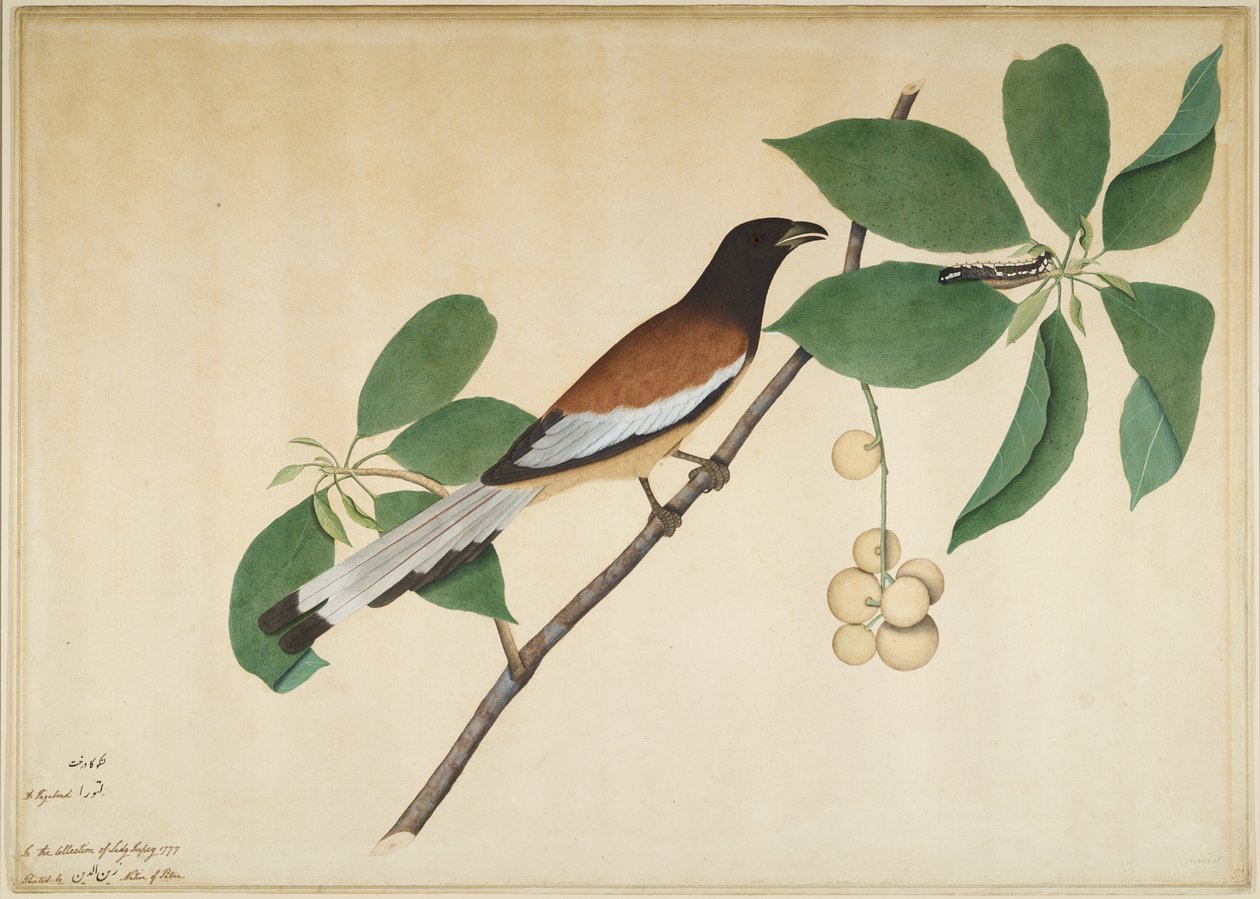 Rufous Treepie and Caterpillar on Branch, folio från en serie beställd av Lady Impey, 1777 av Shaikh Zain ud Din