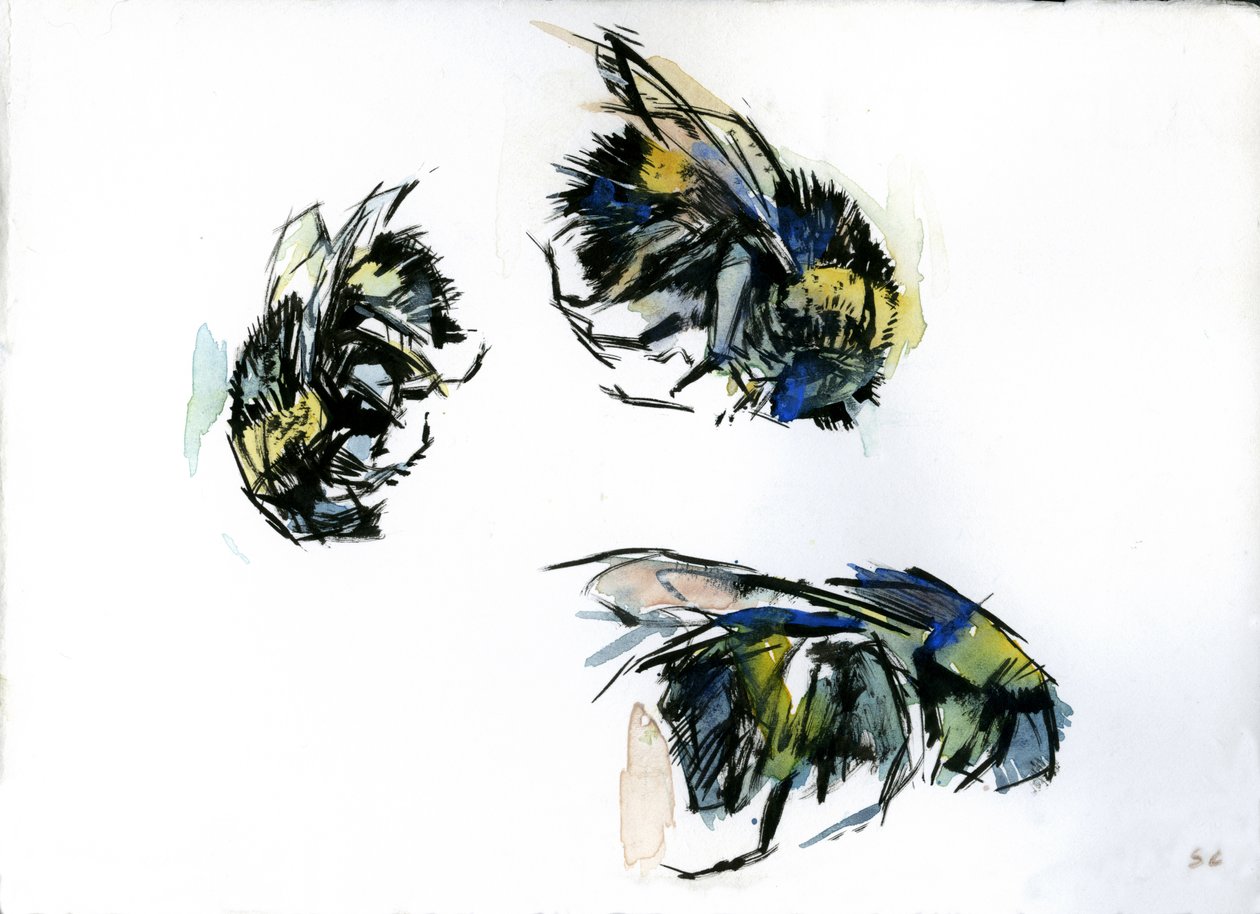 Bee Studies, 2024 (tusch på papper) av Shaun Carey